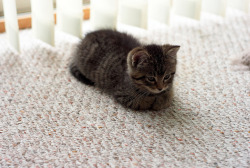 catsuggest: temmievevo:  catloaf appreciation post  How To Be