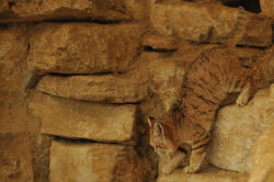 mr-popinfresh:  ternpest:Sand Cat (Anne-Marie Kalus)   Who allowed