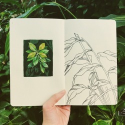 teaganwhite: 1.25hr sketch session on a nice conservatory trip