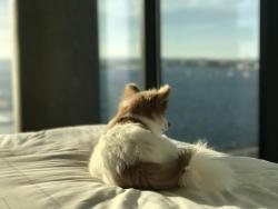 Dope Dog Gifs