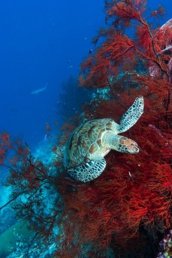 lifeunderthewaves:  sleepy by nudiblue turtle on the coral 