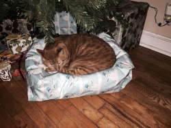 cute-overload:  I think he knows what his Xmas gift is.http://cute-overload.tumblr.com