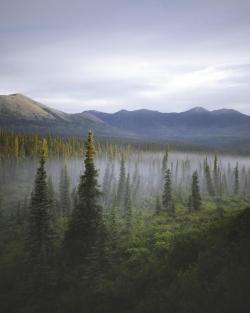 amazinglybeautifulphotography:  Foggy morning in interior Alaska.