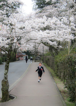 kerutii-deactivated20140420:  school entrance ceremony (≧ω≦)