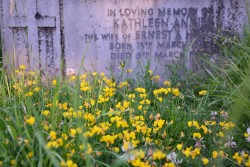 catchshadows:  Yellow flowers at a grave.Surrey, UK. 