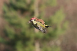 joshpeck:animals-riding-animals:  baby weasel riding woodpecker