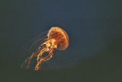 el-pensamiento-es-arte:  22_27 by ivivalamolly on Flickr. 