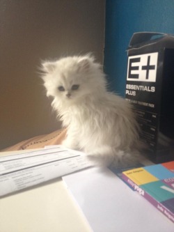 animalsdancing:Sushi as a kitten 😸