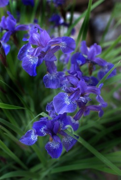 outdoormagic:  (Iris Japanese Purple by Nate A / 500px) 