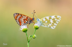 morethanphotography:  Two Lovers by francescomariani