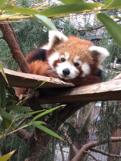 awwww-cute:  Meet Parker, a red panda cub I care for at our local