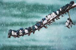 earth-song:   “Seemingly Surreal Swallows in a Spring Snowstorm”