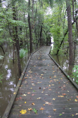dama130:Flooded paths.
