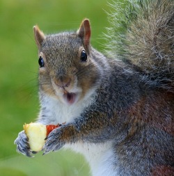 Oh, sorry, was this your apple?