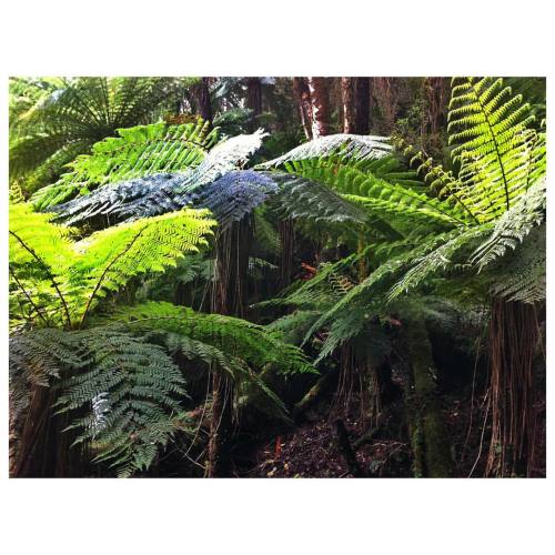 hiking up to Mt Fox with dino ferns   Jan 2015, Fox Glacier