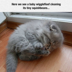 daily-meme:  Baby WiggleFloofhttp://daily-meme.tumblr.com/  