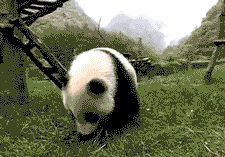okcityseo:Tumbling pandas are soooo cute.  RB if you love Pandas.Source: