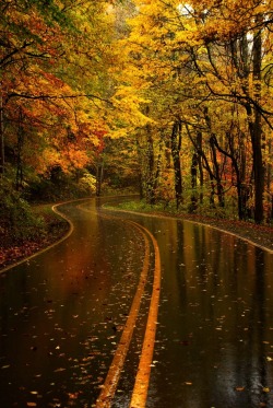 opticallyaroused:  Yellow Leaf Road, North Carolina  
