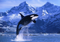 Born free (Orca)