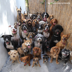 awwww-cute:  Look at this pile of 30 dogs posing and looking