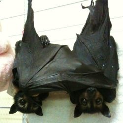 atticbat:  Aweeefbjsbdnfnngmfm