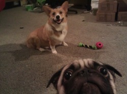 karlmarxofficial:  catbountry:  Pugs.  are pugs even real or