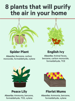 techinsider:  Get these plants for your poorly ventilated apartment