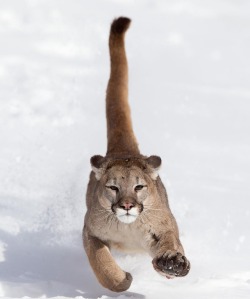 beautiful-wildlife:Puma by © serhat_demiroglu_photography