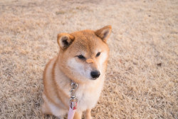 sheeba-inu:  wait for snack　待て (by BUN world)