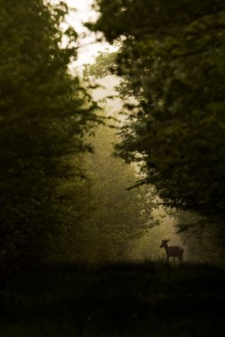 animalkingd0m:  In the Mist by Nicolas LB 