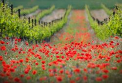 Mesmerize me (poppies growing between grape vines)