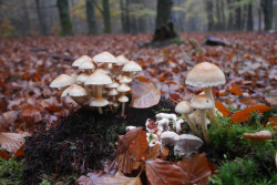 dehanginggarden:  Veluwe, the Netherlands - 15/11/2014 Own picture