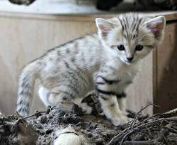 zooborns:  Sand Cat Trio Born at Zoo Brno  A trio of Sand Cats