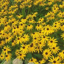 lavenderwaterwitch: Huge patch of Black Eyed Susans I found during