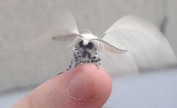 hotjewishboyfriendzz:  fairies do exists because moths are fairies