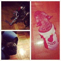 Miami heat fan in Toronto @britt_annee #picstitch #instapets #dogs #toronto #adventures #birthday #miamiheat #305 #heatfan