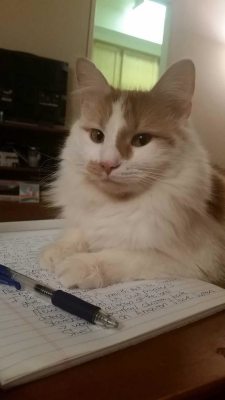 catsandkitten:  Zooky makes studying so much better