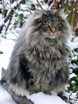 thegreatcatbog: awesome-picz:   The Fluffiest Cats In The World.