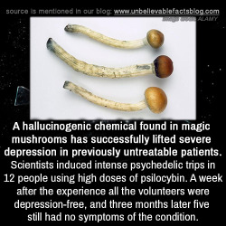 unbelievable-facts:  A hallucinogenic chemical found in magic