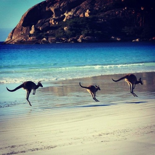 ’Roos on the loose (Australia)