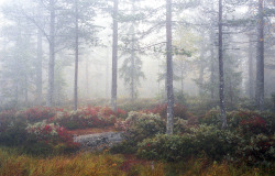 istillshootfilm:  Film Photo By : 1243321111  Norwegian woods,