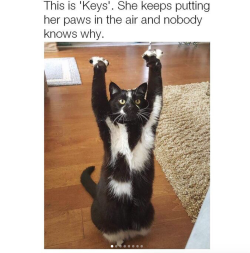 deanky: babyanimalgifs:  PUT YOUR HANDS UP IN THE AIR  she is