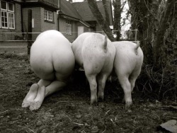 caucasianplantation:  degradeacunt:  Pigs may only eat with pigs.