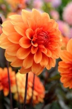 me-lapislazuli:  Dahlia ‘David Howard’.. looking forward