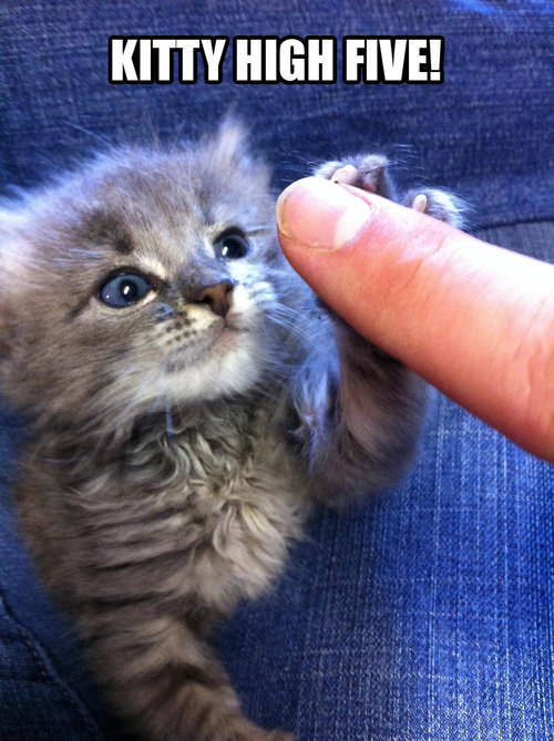 kittiesntitties.tumblr.com/post/42335030757/