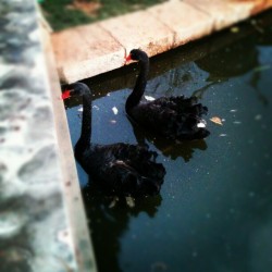 goovim:  #blackswan  #Kunming #city #China  (翠湖公园)