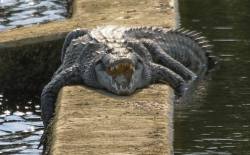fatsewergator:  typhlonectes:  A fat ass American Crocodile (Crocodylus