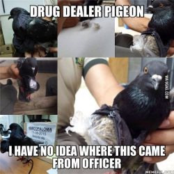 ragecomics4you:  Drug dealer pigeon found smuggling cocaine and
