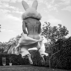 🐰