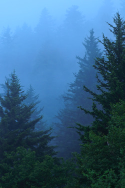 hueandeyephotography:  Fog in the mountian forest, Blue Ridge